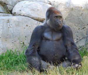 San Diego Zoo